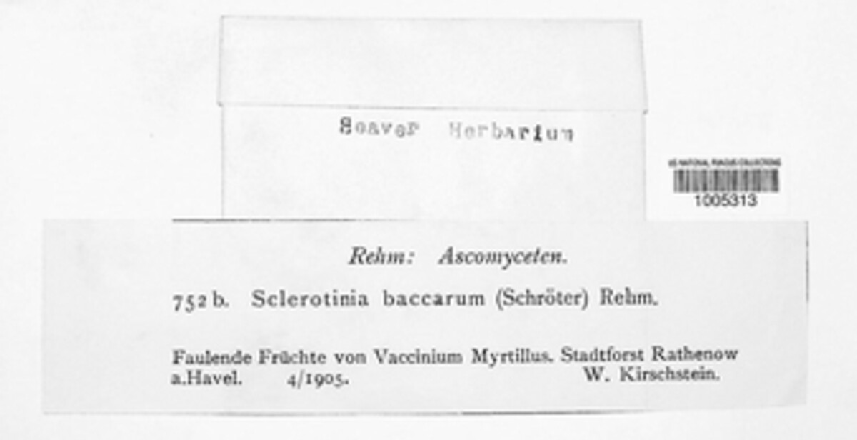 Monilinia baccarum image